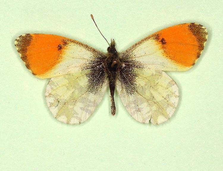 Anthocharis cardamines male (aberrant form umbrosa) (Internet Image property of respective owner, non-commercial use only)